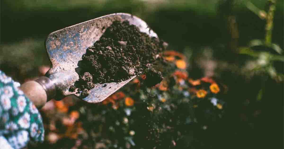 Healthy Soil