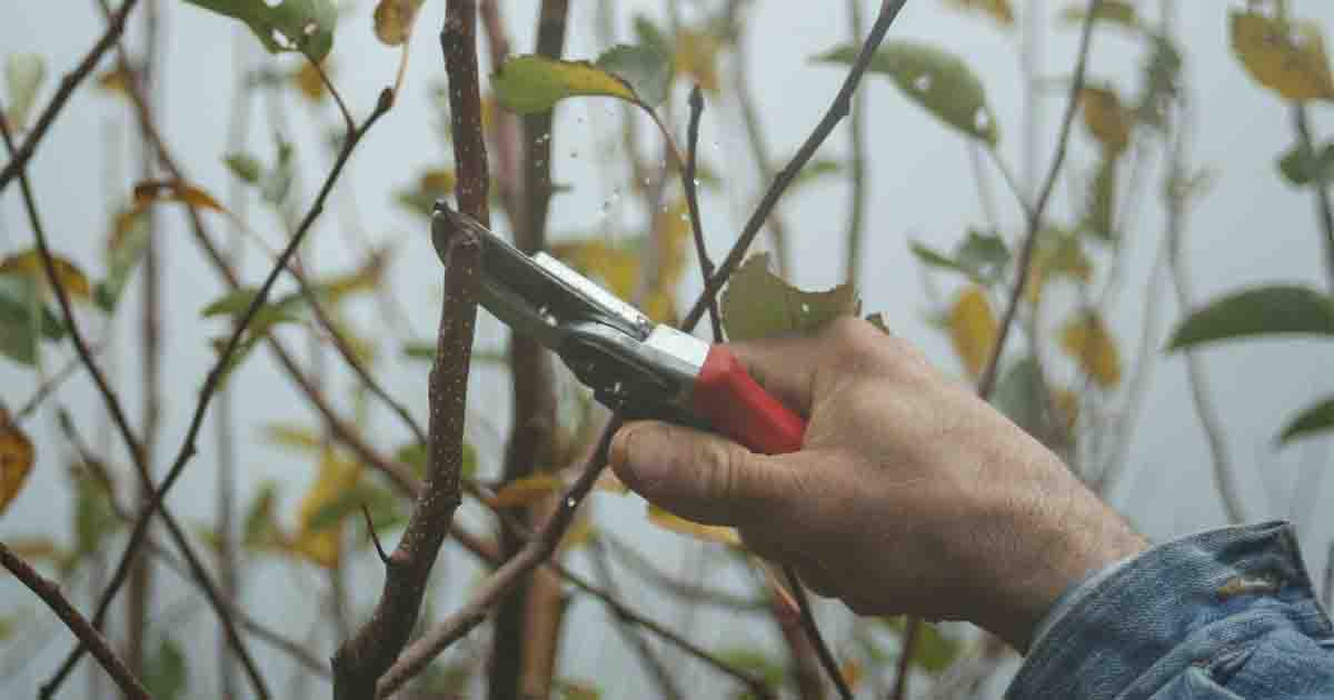 Pruning