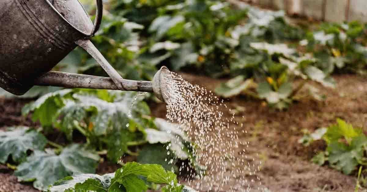 smart watering