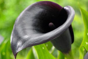 Black Calla Lily