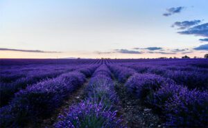 French Lavender garden