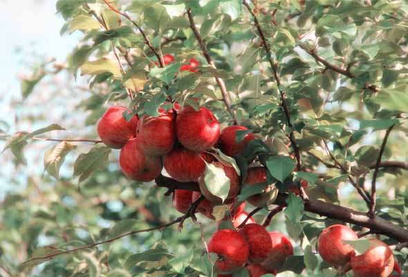 Gala Apple Tree