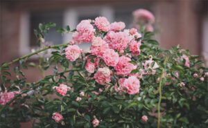 Pink Rose Garden