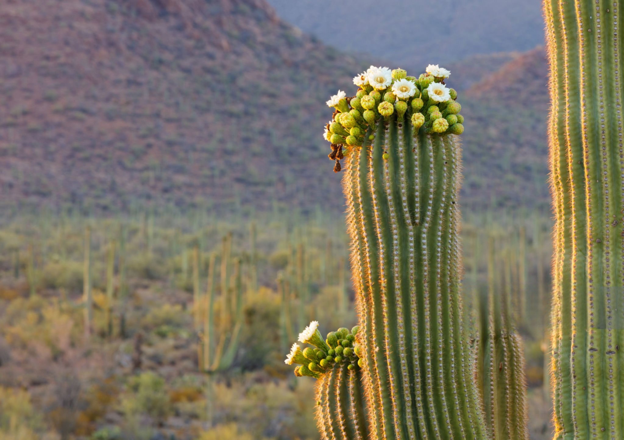 Saguaro Cactus