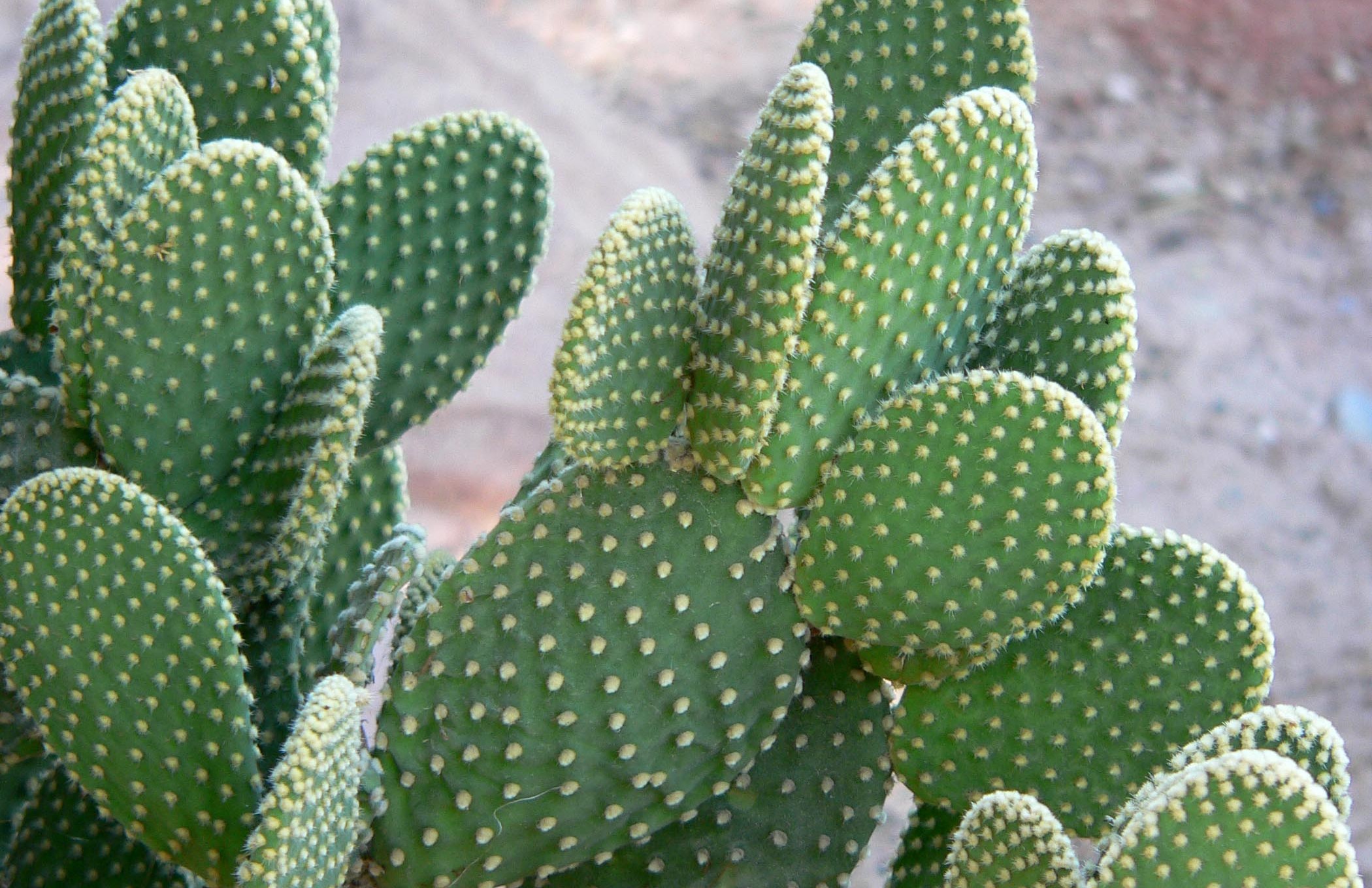 Bunny Ear Cactus