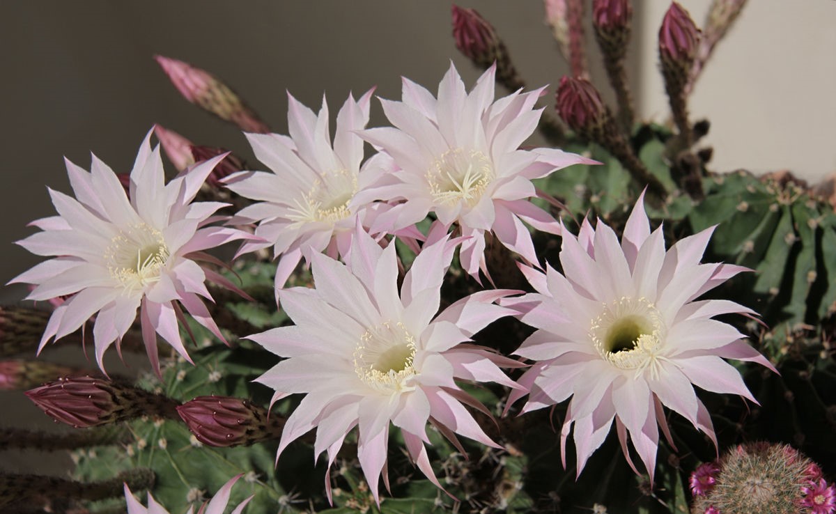 Echinopsis tubiflora