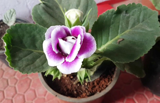 Gloxinia