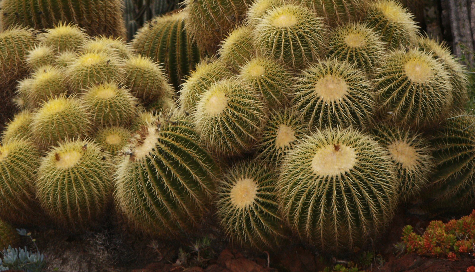 Golden Barrel Cactus