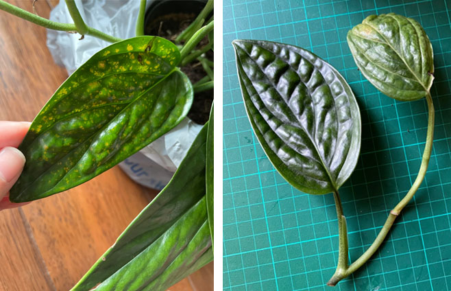 Monstera Peru problems