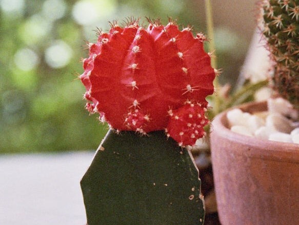 Moon Cactus