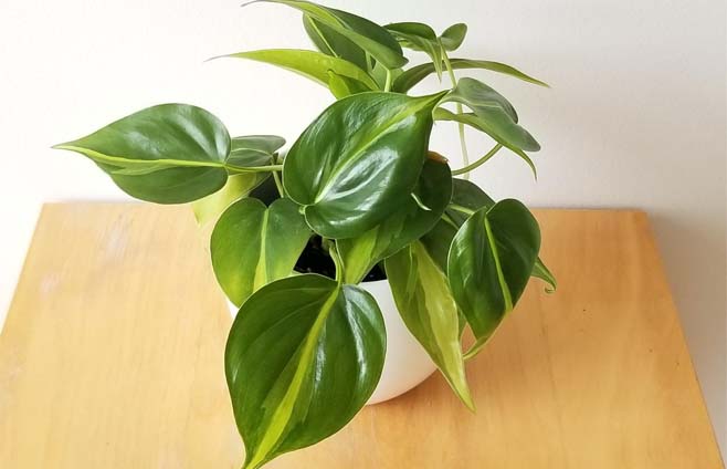 Philodendron Brasil