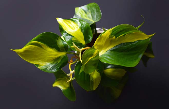 Brazil Philodendron