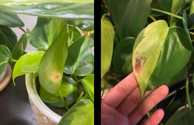 Philodendron-Brasils-Pest-and-Disease