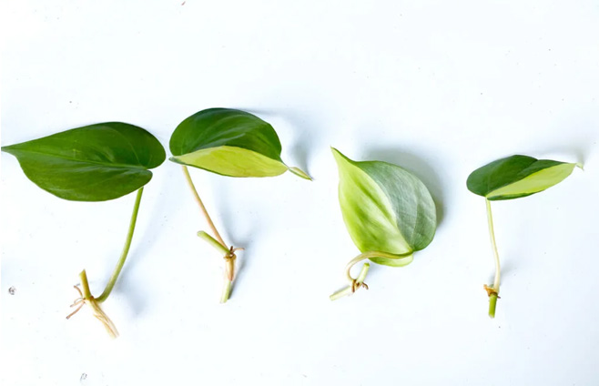 Propagation of Philodendron Brasil