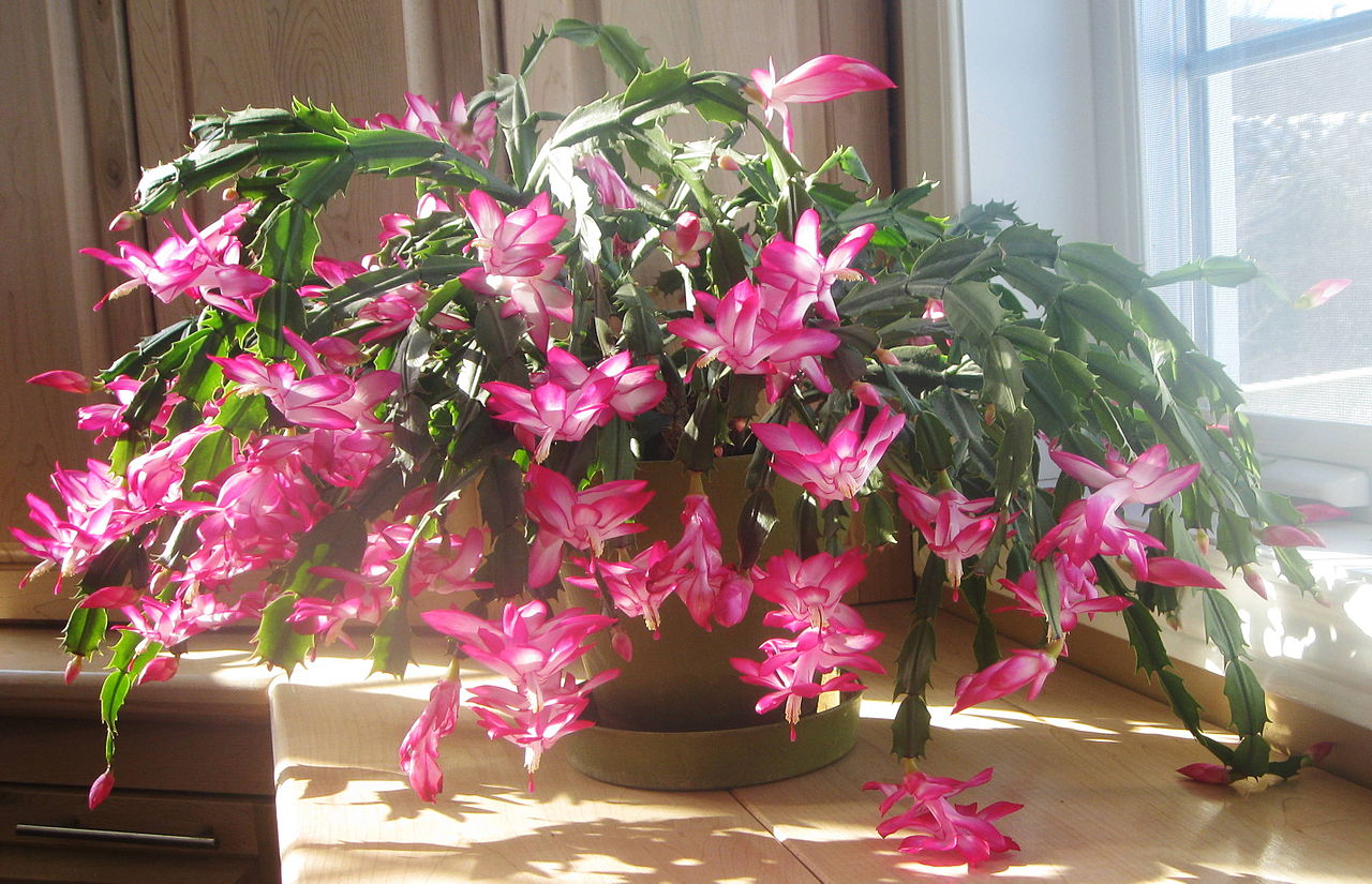 Schlumbergera