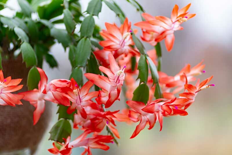 Thanksgiving Cactus