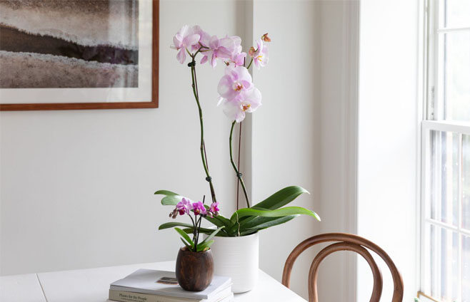 The Moth orchid