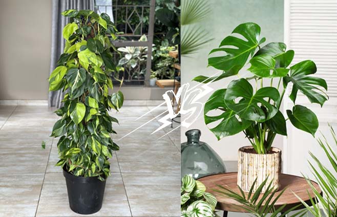 Which is better-Monstera or Philodendron