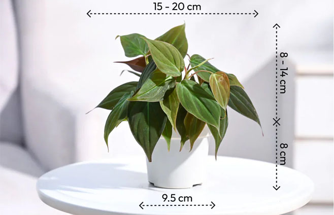 Philodendron Micans Size