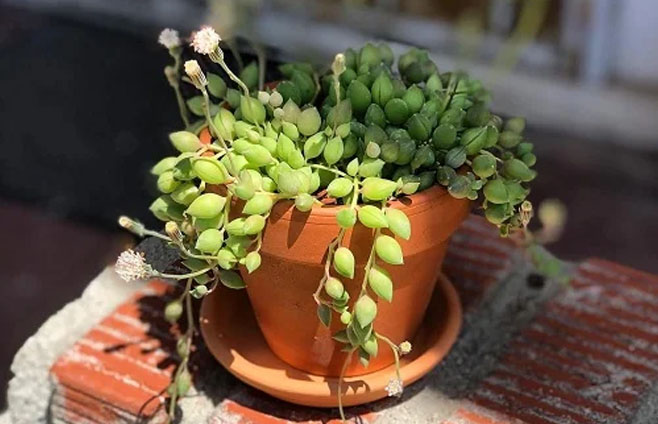 String of Tears in tub