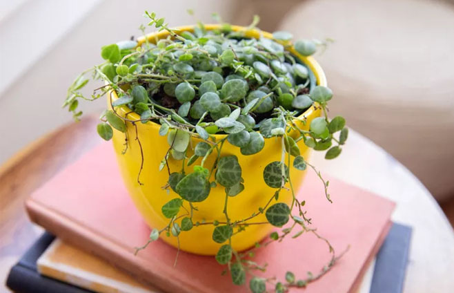 String of Turtles in tub