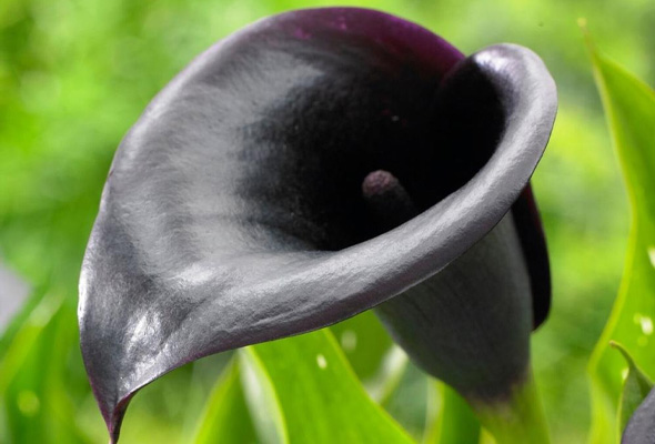 Black Calla Lily