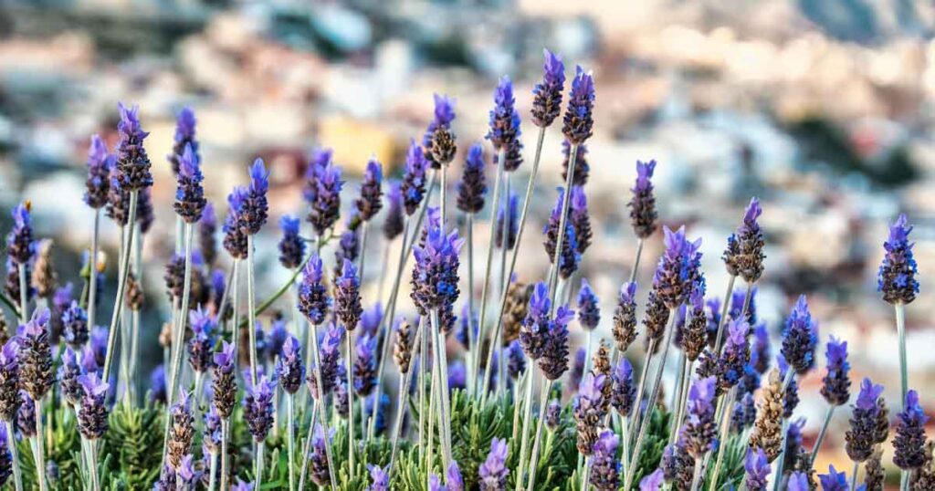 French Lavender