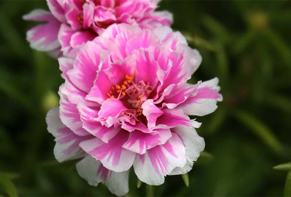 Moss Rose