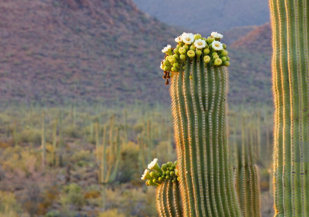 Saguaro Cactus