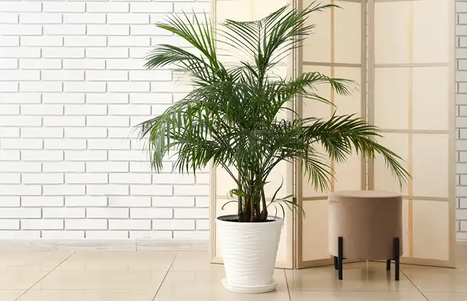 Transform Your Space with the Air-Purifying Areca Palm