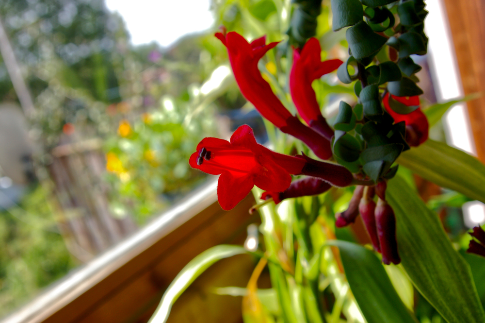 Lipstick Plant